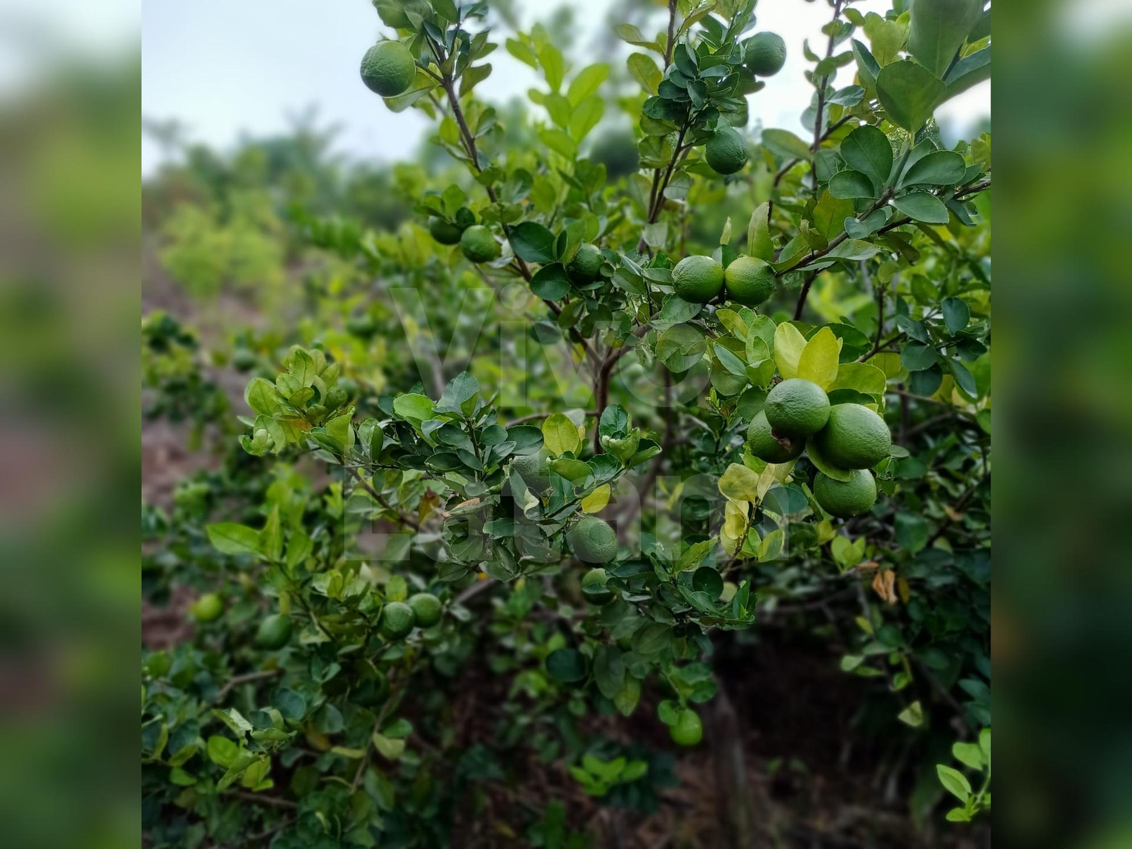 Terreno en venta en Jayaque