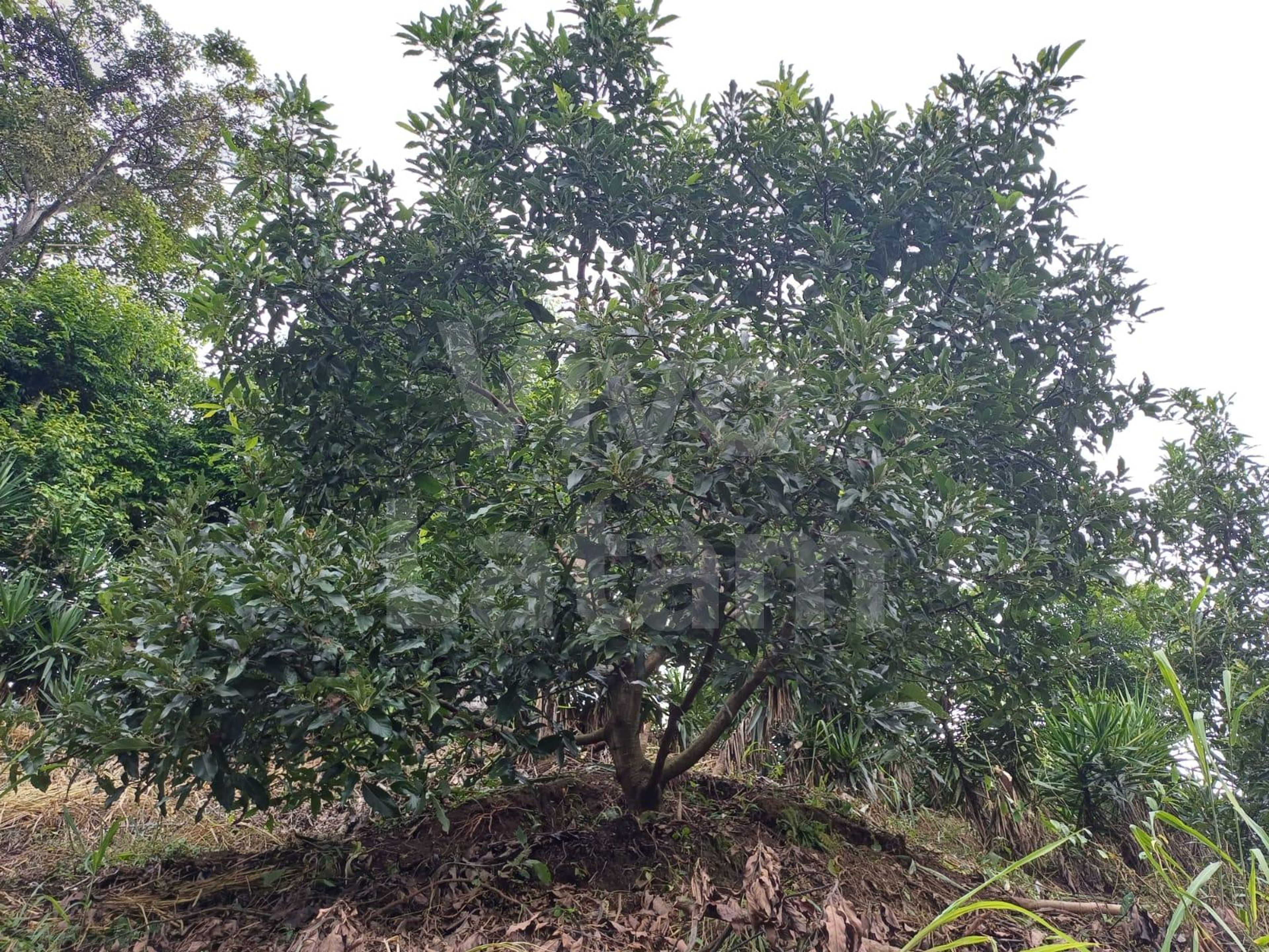 Terreno en venta en Jayaque