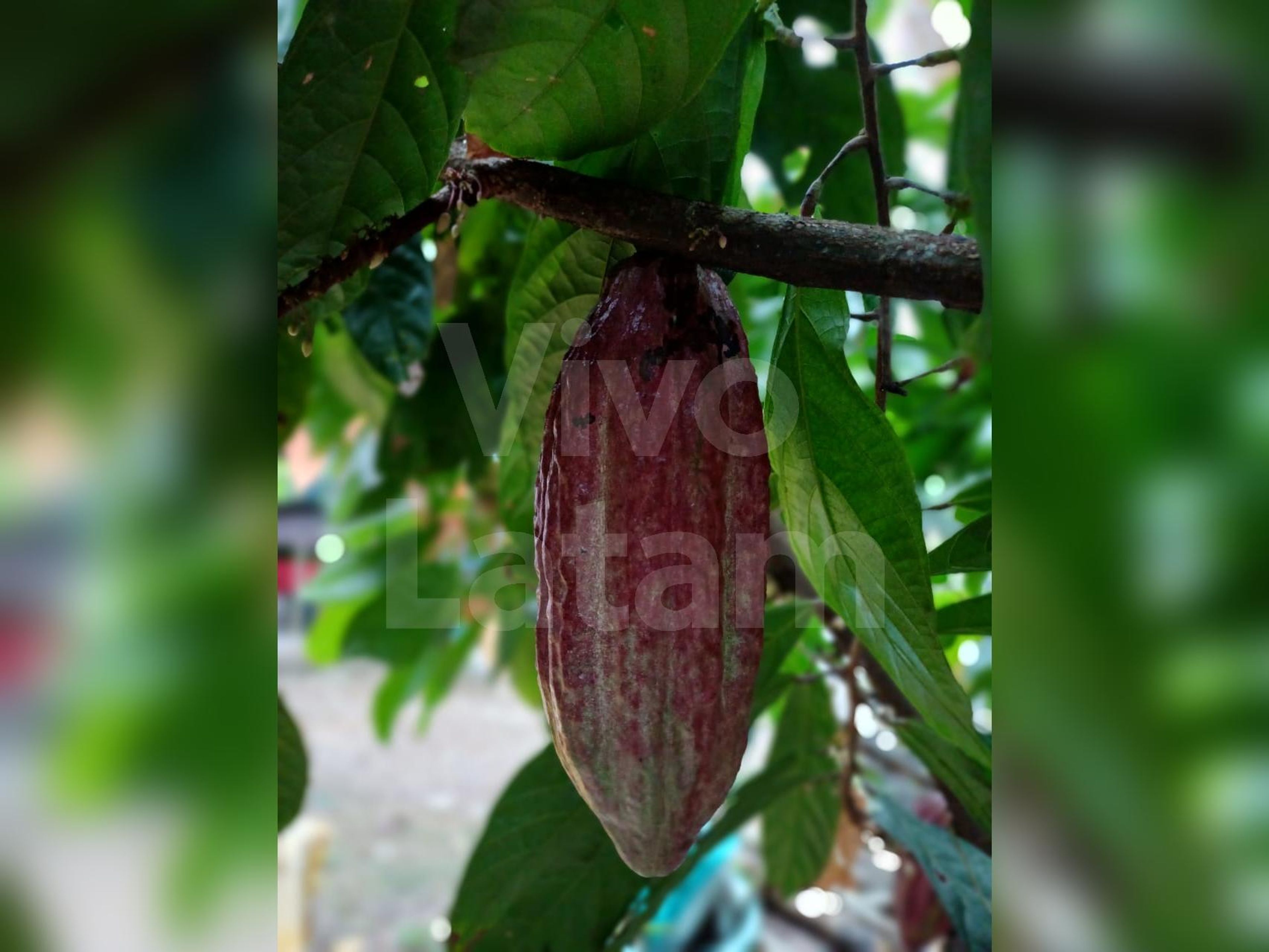 Terreno en venta en Jayaque