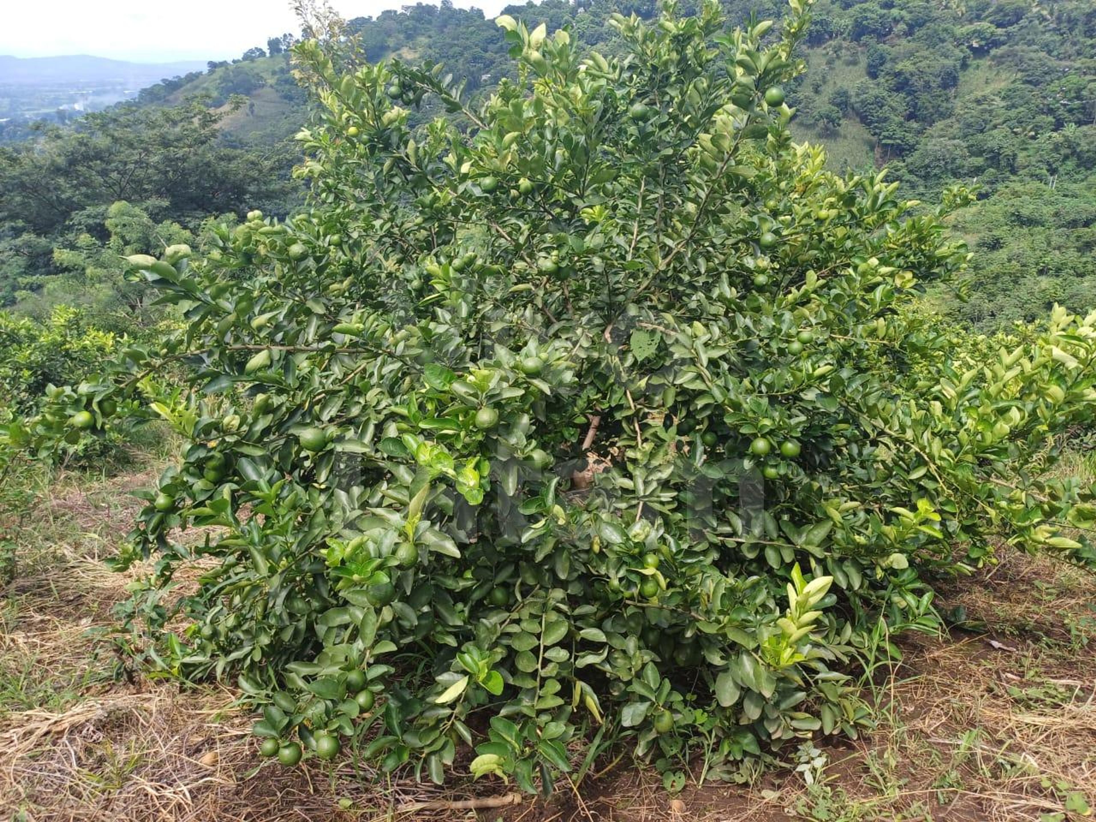 Terreno en venta en Jayaque