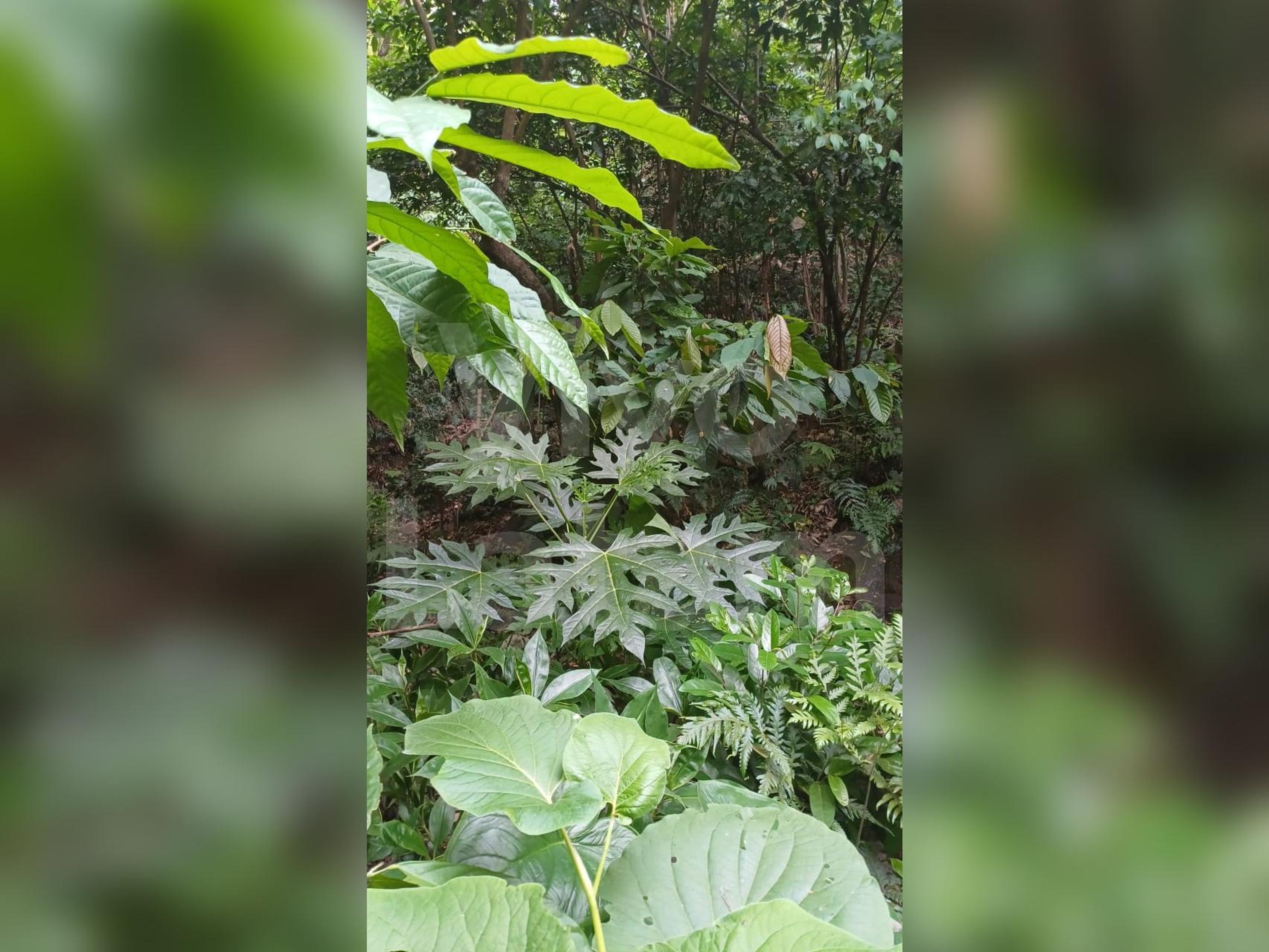 Terreno en venta en Jayaque