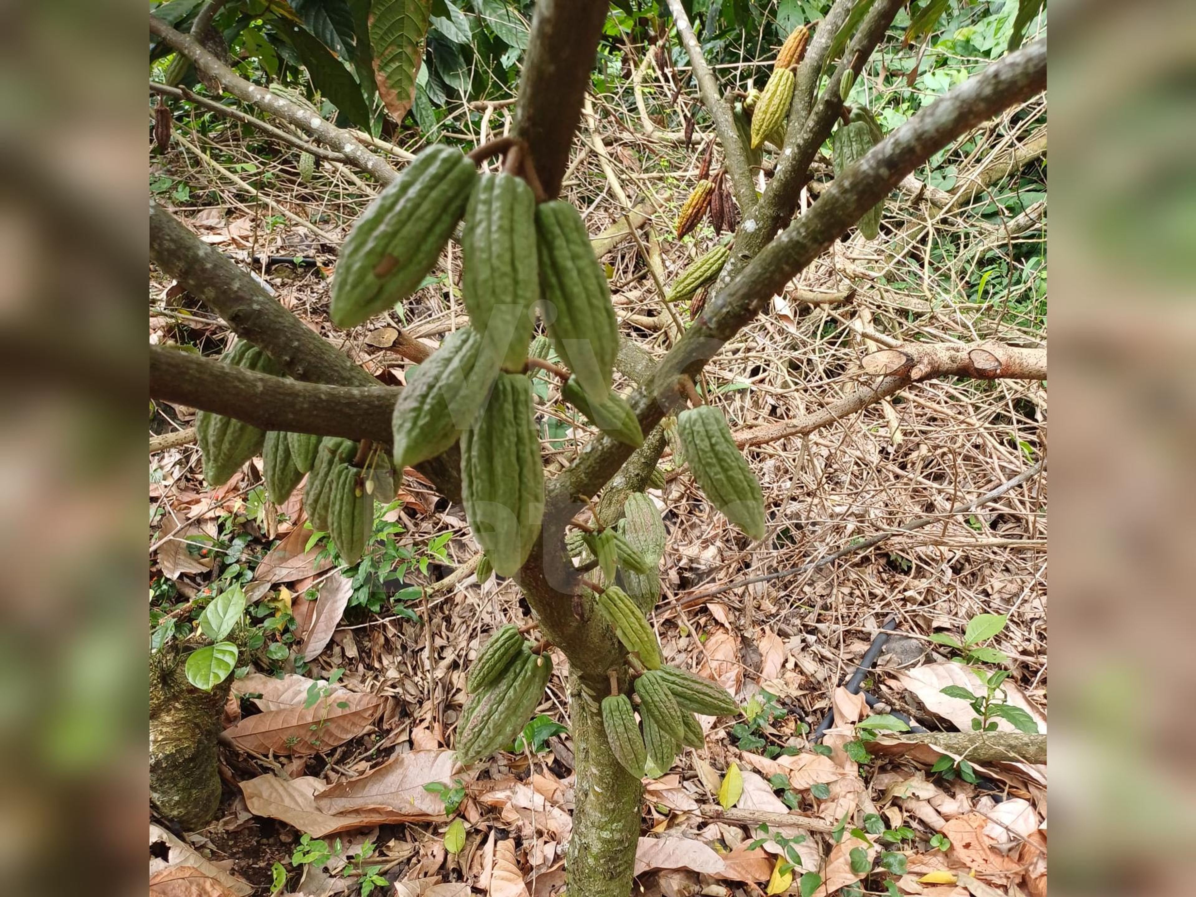 Terreno en venta en Jayaque