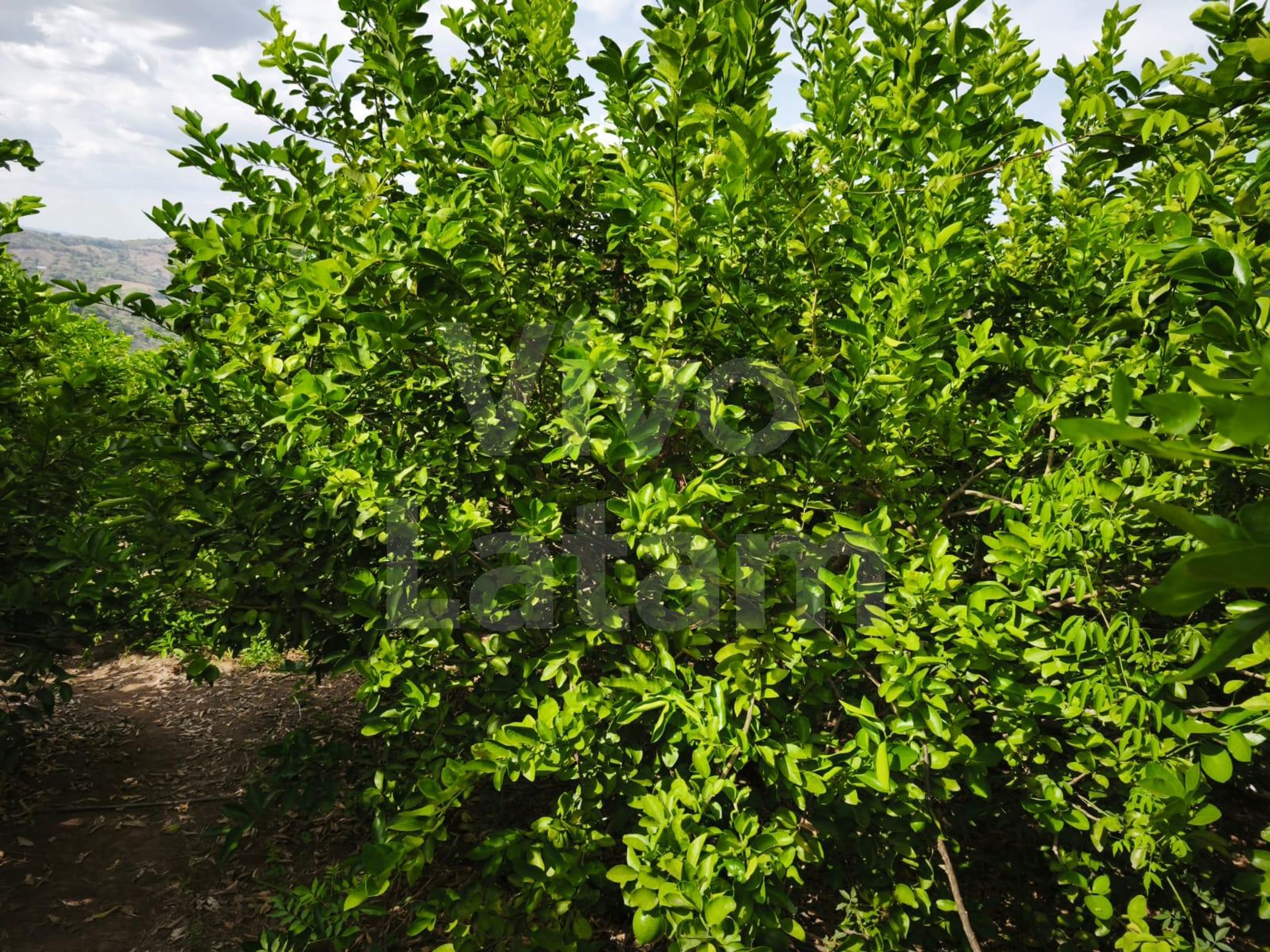 Terreno en venta en Jayaque