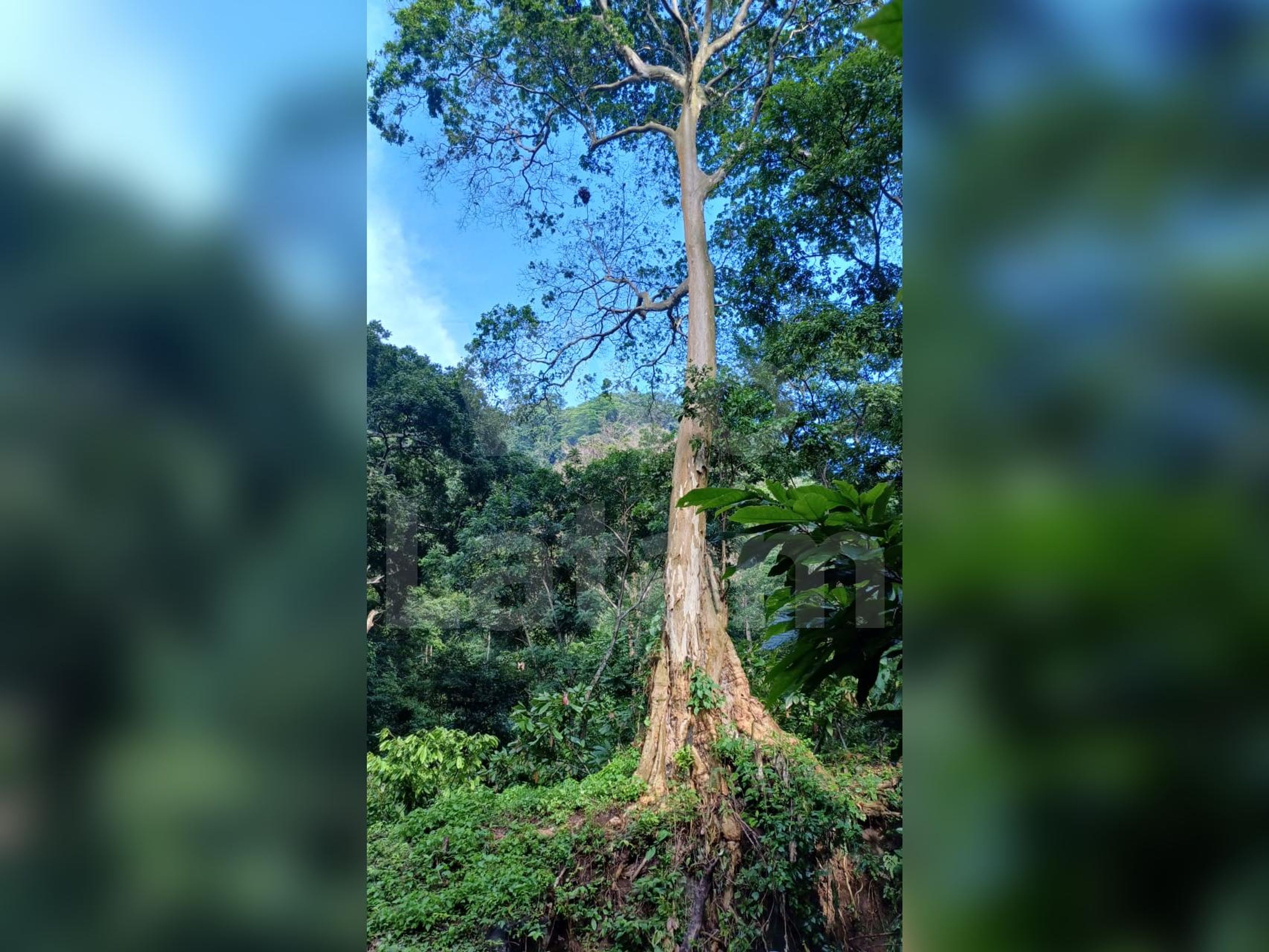 Terreno en venta en Jayaque
