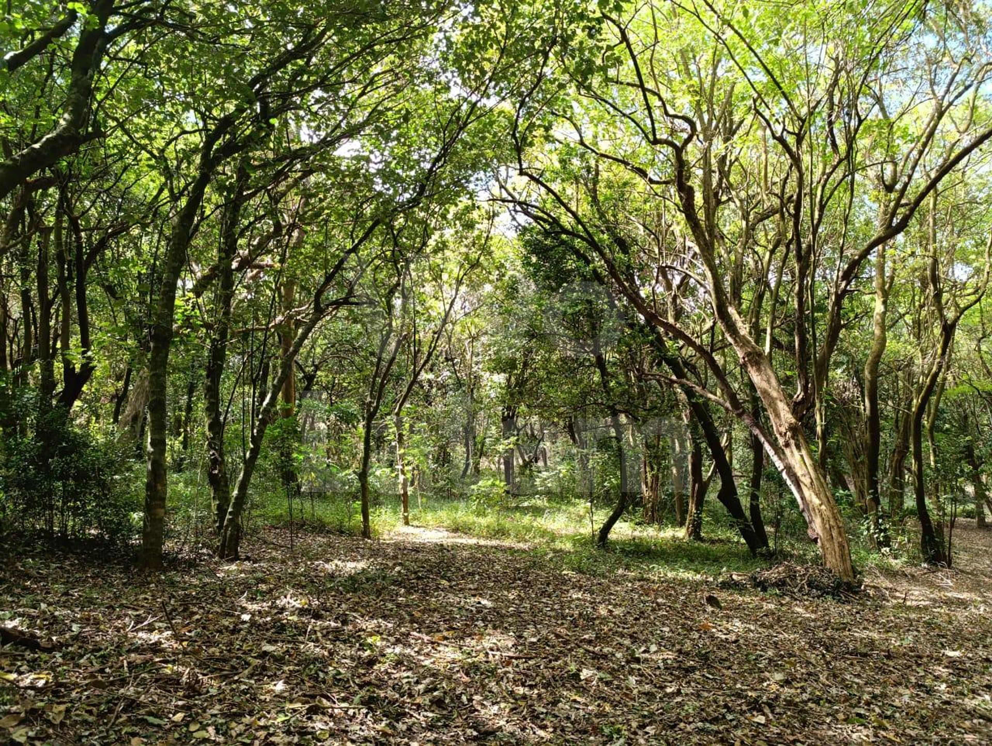 Land for sale in Santa Ana