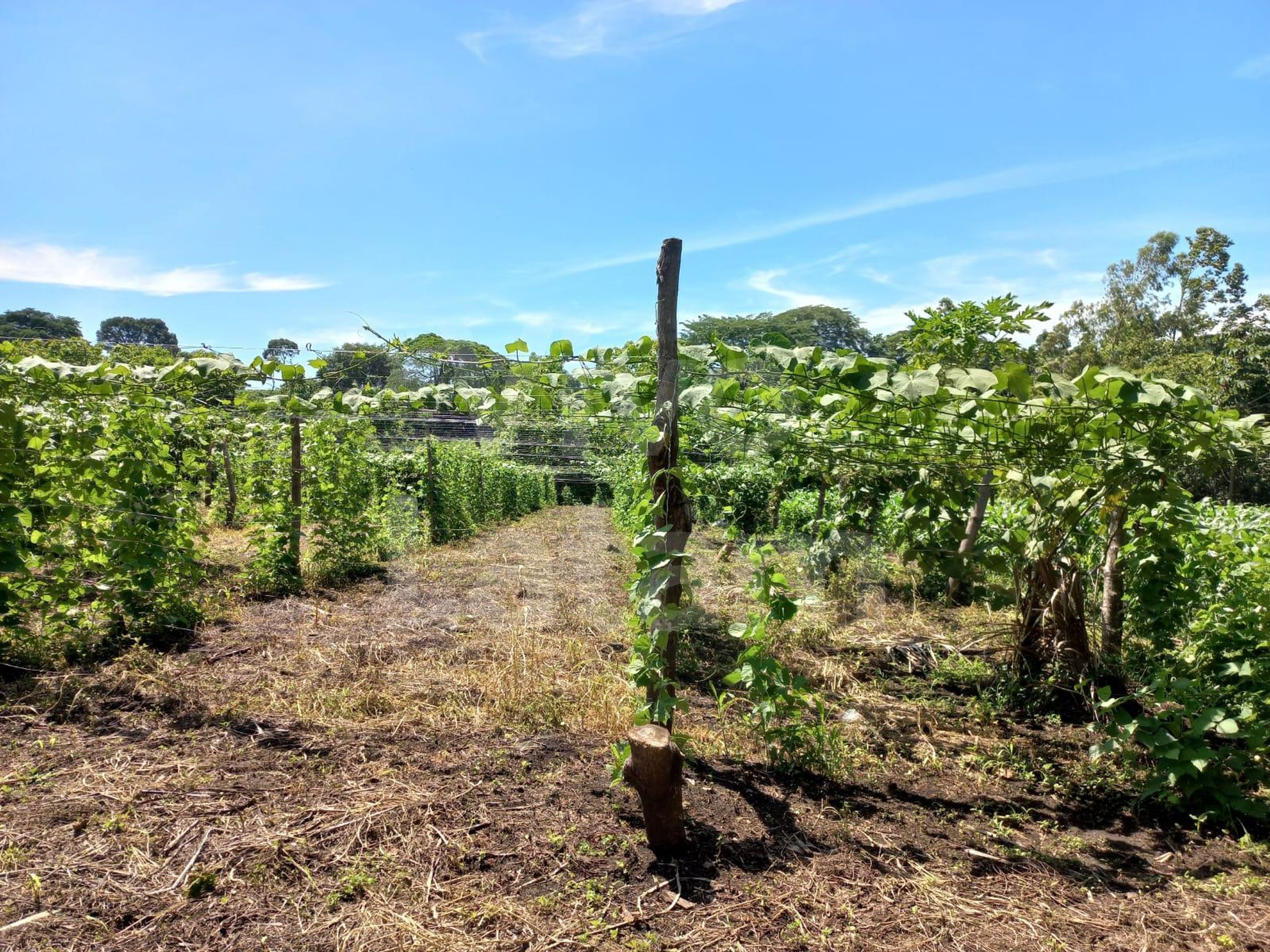 Terreno en venta en Izalco
