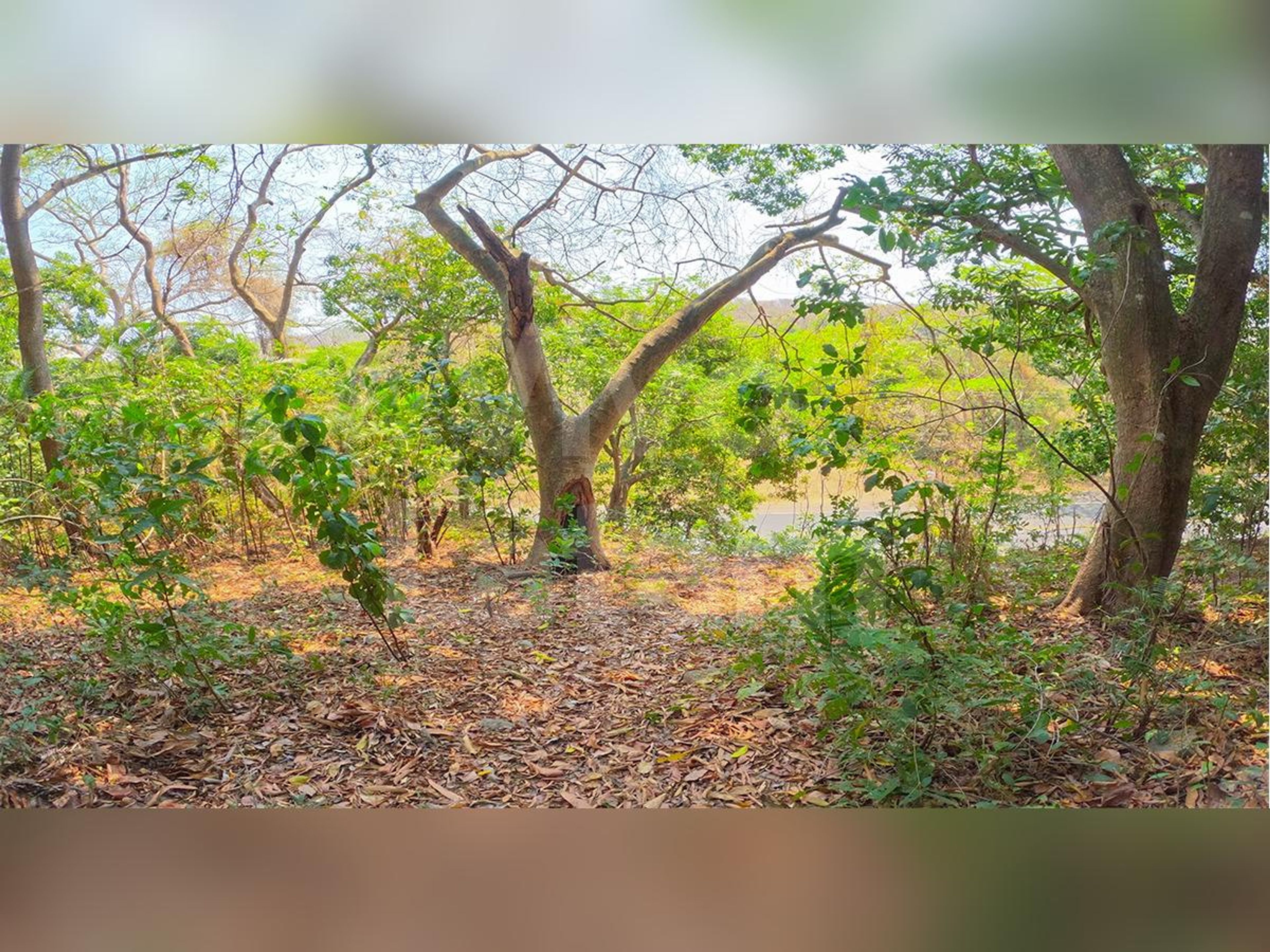 Land for sale in Chiltiupán