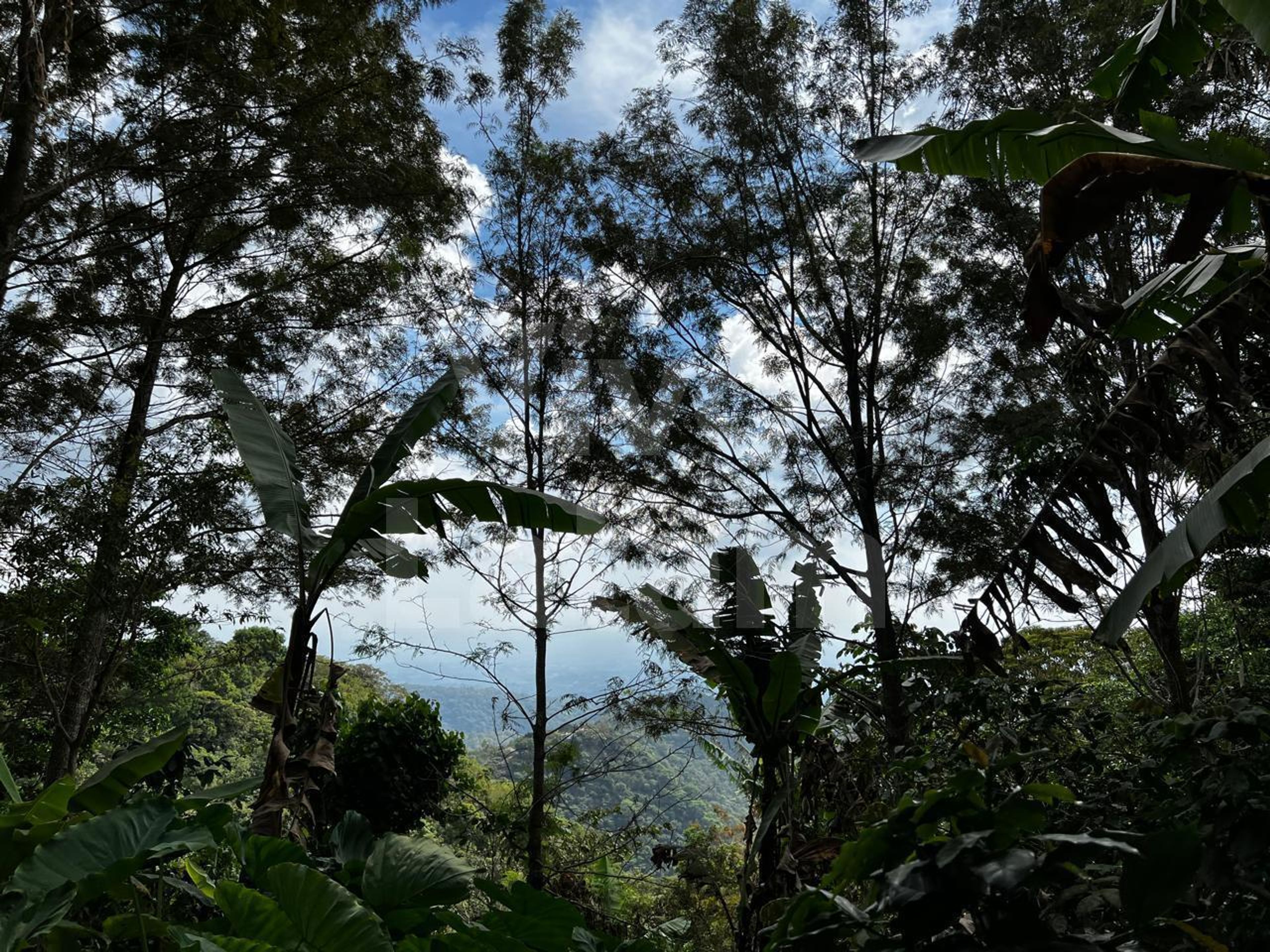 Land for sale in Concepción De Ataco