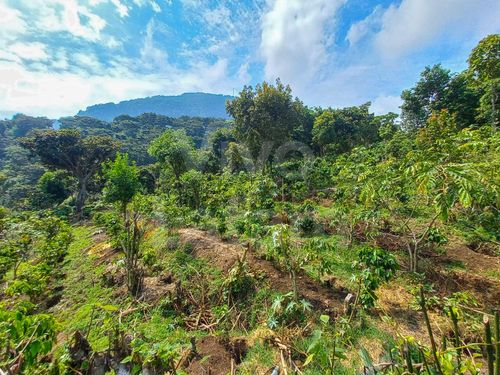 Land for sale in El Boqueron